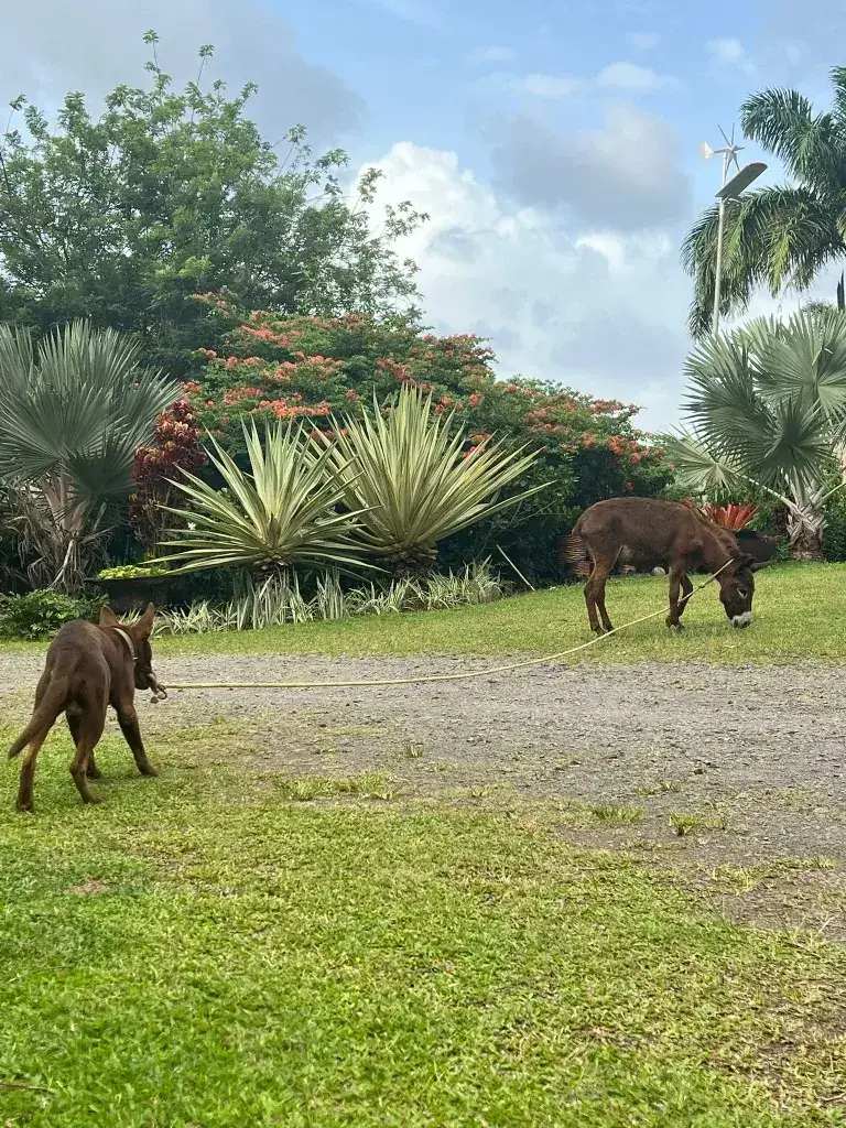 A dog leading a resident donkey across the estate grounds