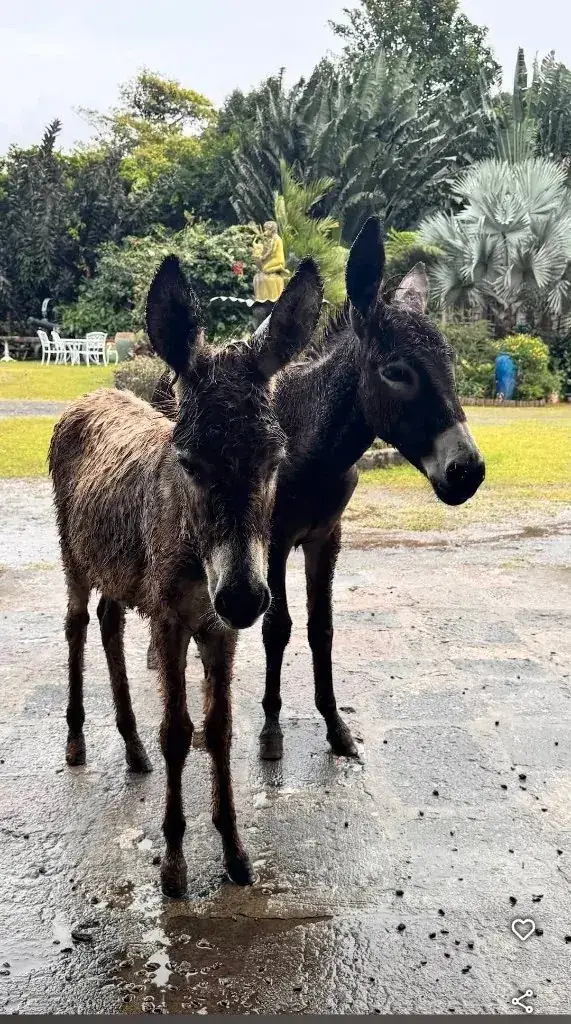 Resident donkeys on the estate grounds after the rain