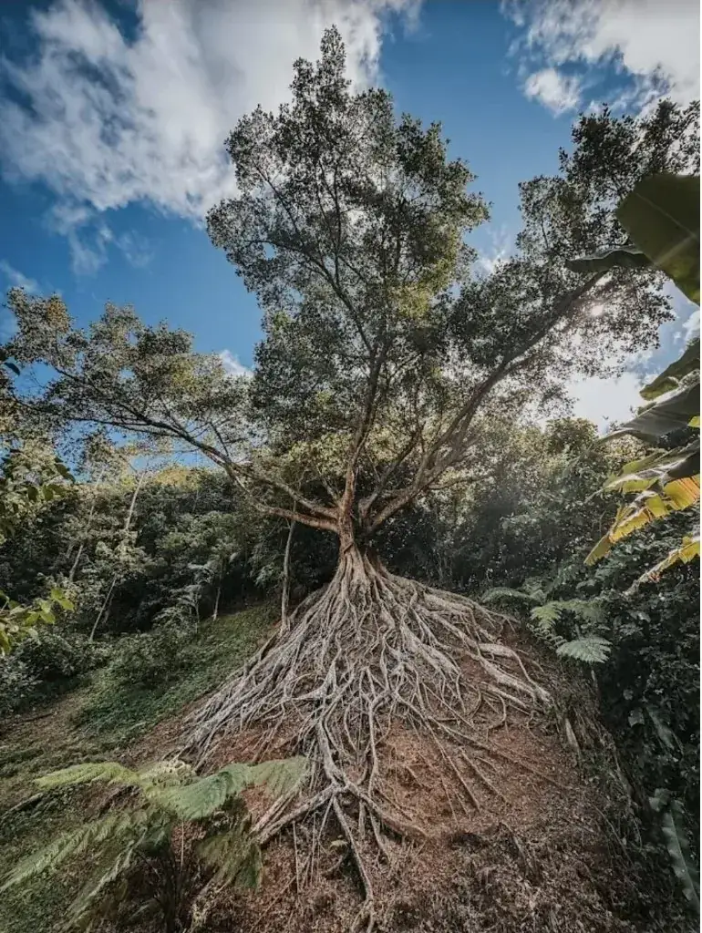 Ancient buttress-rooted tree on the estate grounds