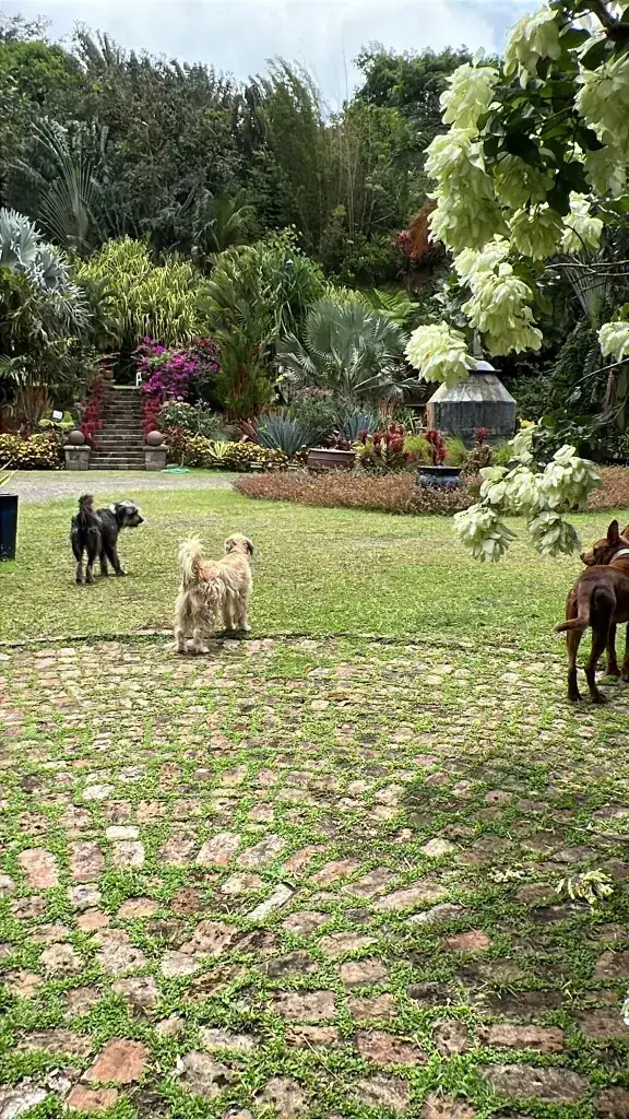 Dogs roaming the landscaped grounds among tropical planting