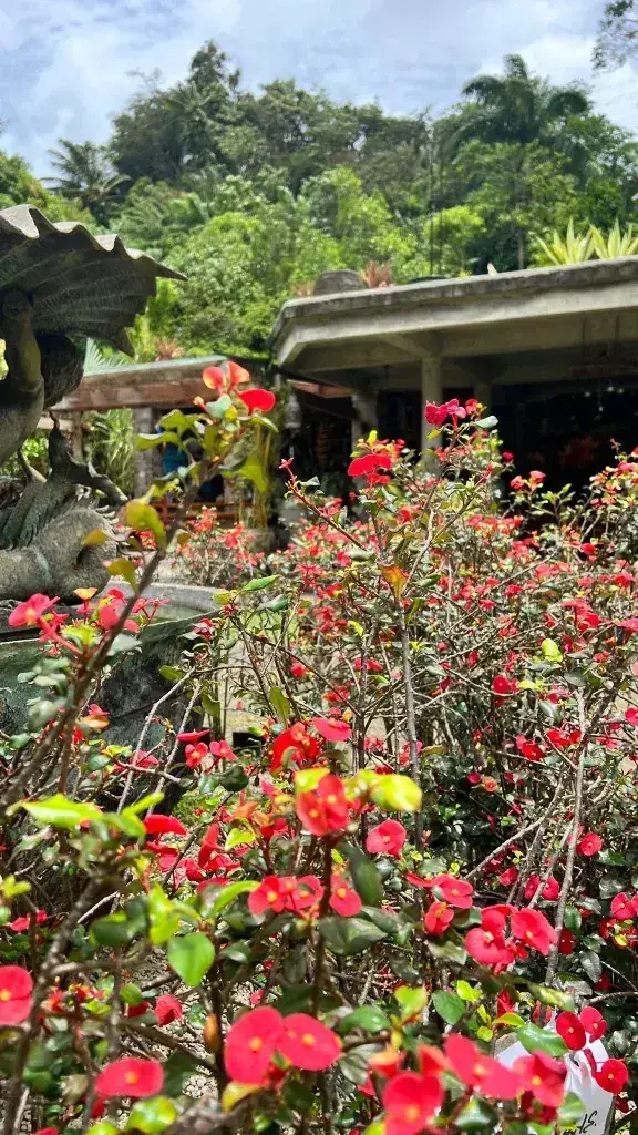 Red crown-of-thorns blooms beside a stone statue and garden pavilion