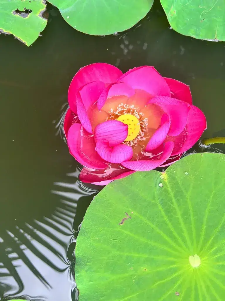 Pink lotus flower blooming on a garden pond