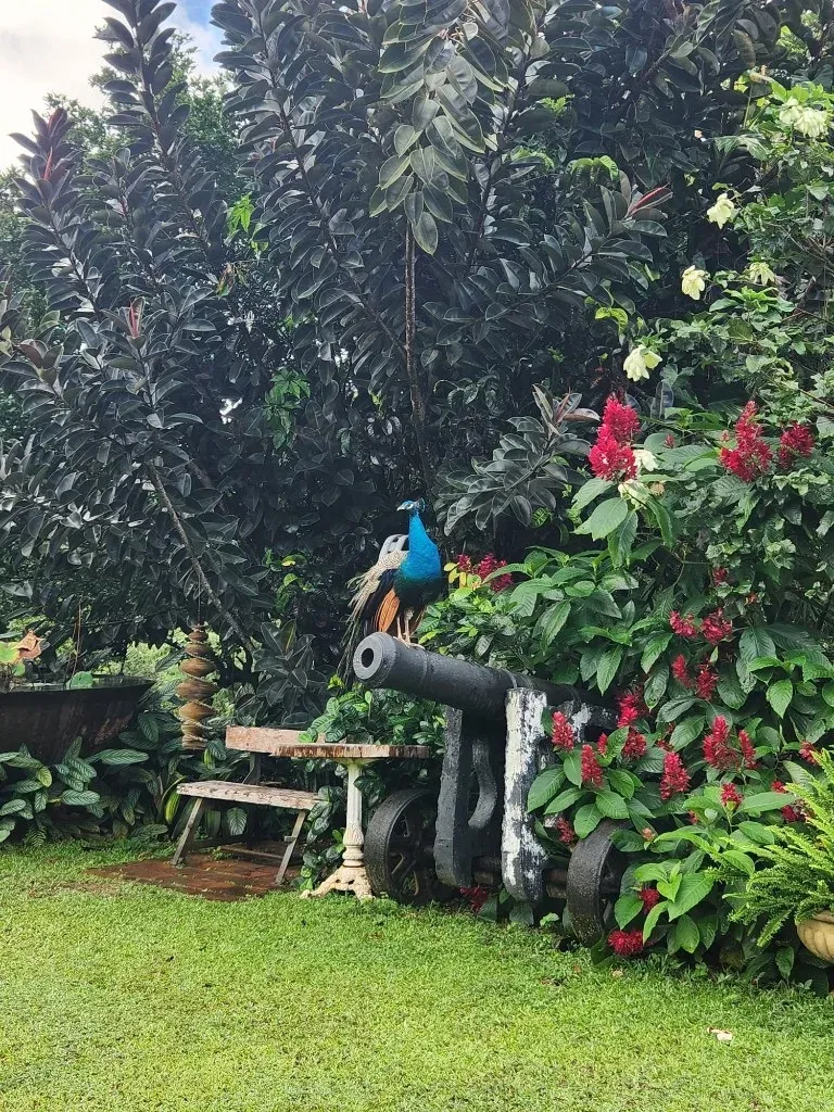Peacock atop a historic estate cannon among red blooms