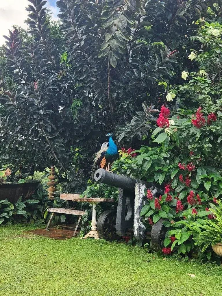 Peacock atop a historic estate cannon among red blooms