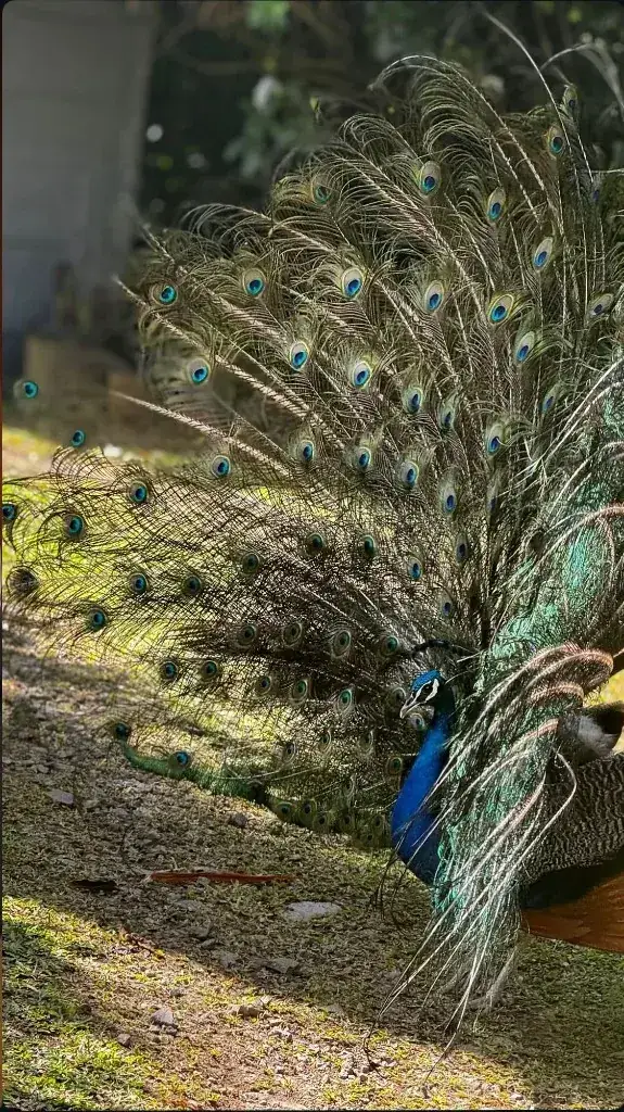 A resident peacock displaying its full tail fan in the gardens