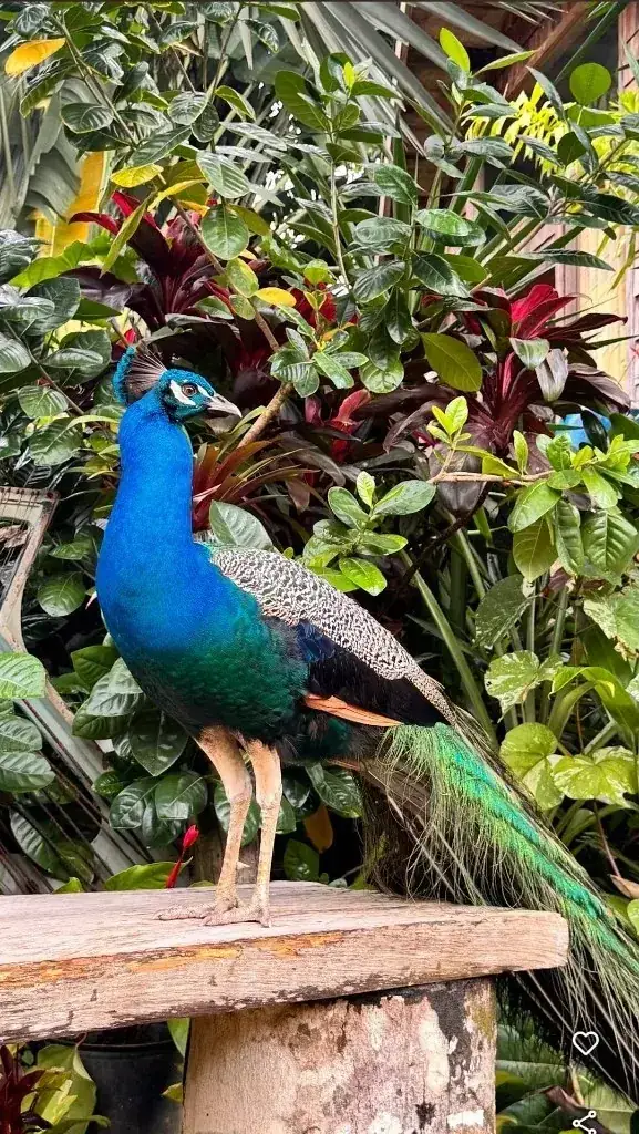 A resident peacock in full plumage among the tropical foliage