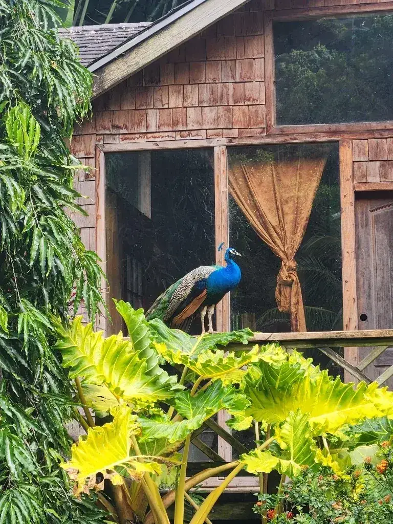 Peacock perched on a garden verandah railing
