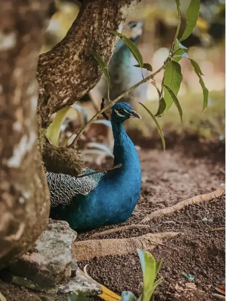 Peacock resting in the shade of a mango tree