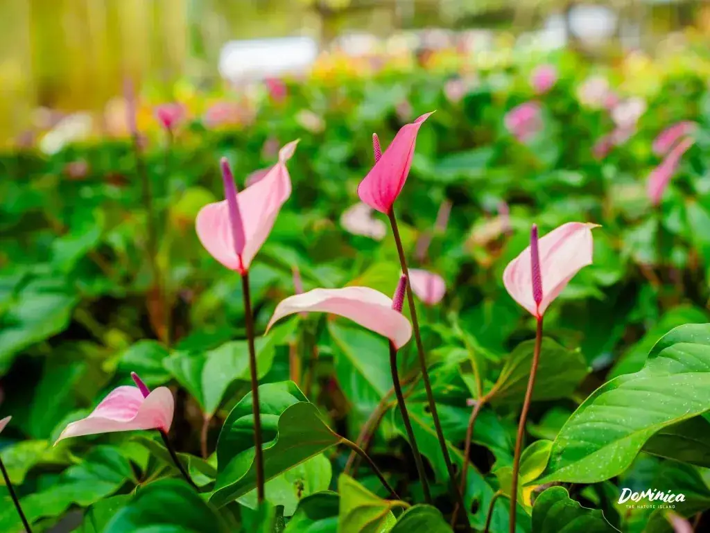 Pink anthuriums in bloom among lush green foliage at Paradise Valley